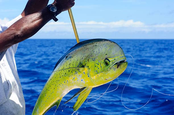 Fishing Expedition in St. Kitts and Nevis