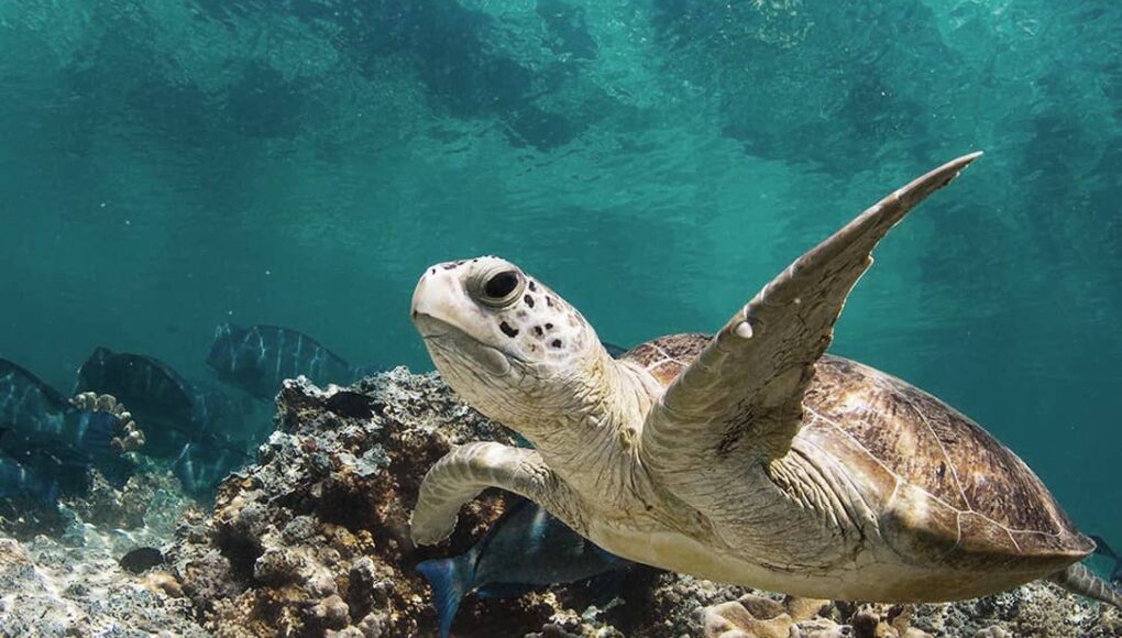 St. Kitts & Nevis Boat Charters