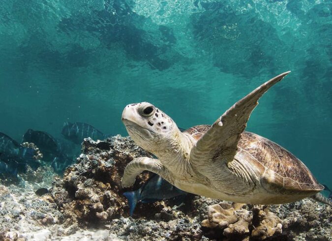 Snorkeling Adventure in St. Kitts and Nevis