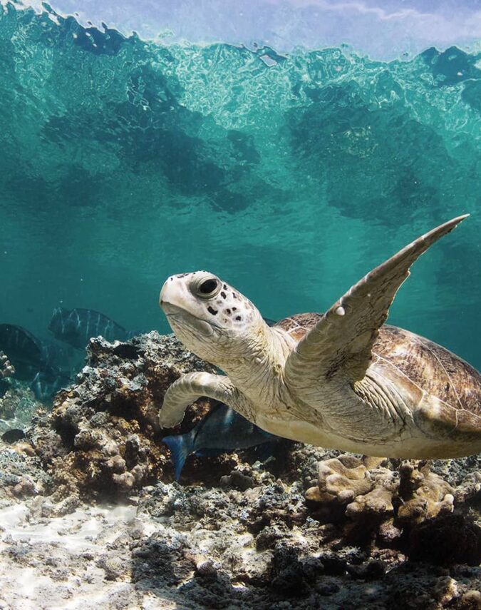 Snorkeling Adventure in St. Kitts and Nevis